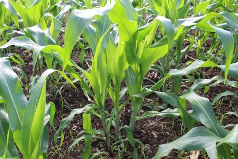 Corn field background Foto stock
