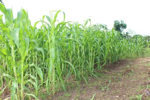 Corn field background Foto stock