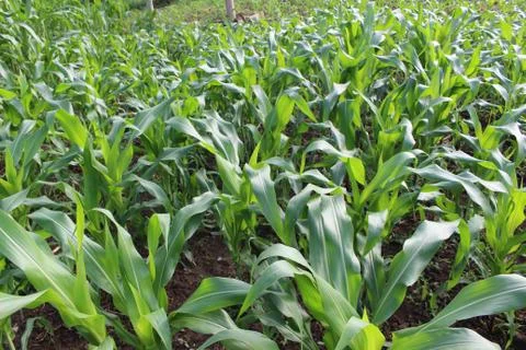 Corn field background Stock Photos