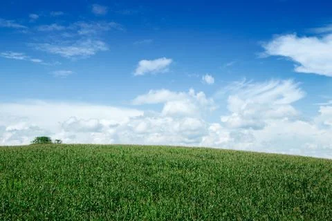 Corn field in the background is the sky. Stock Photos
