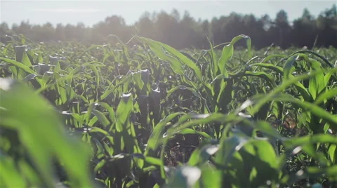 Corn field in the backlight. Vertical pan Stock Footage 52266904