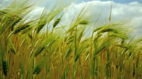Corn field barley in summer Stock-Footage 10840121