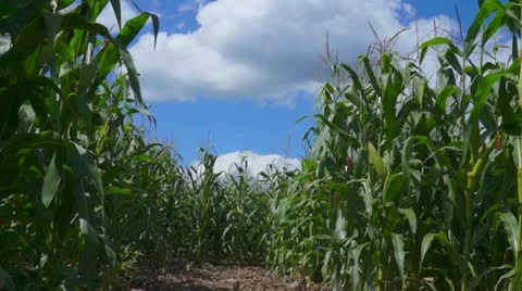 A Corn Field On A Beautiful Hot Summer Day Stock Footage 11809316