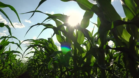 Corn field. A beautiful image of corn leaves. 4k footage. Stock Footage 259397182