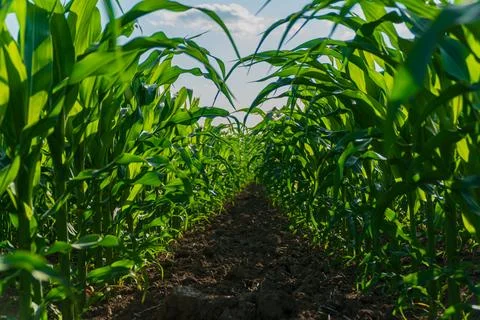 Corn field. A beautiful image of corn leaves Stockfoto's
