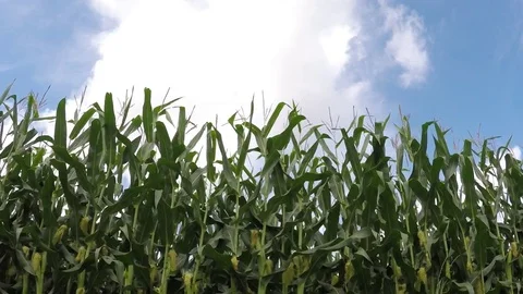 Corn field on an beautiful summer day - dolly shot Stock Footage