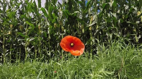 Corn field on an beautiful summer day - dolly shot 스톡 동영상 78132862