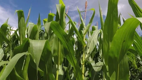 Corn field on an beautiful summer day - dolly shot 스톡 동영상 78132926