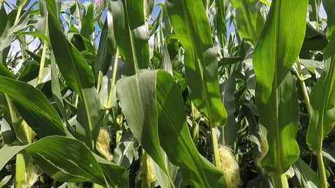 Corn field on an beautiful summer day - dolly shot 스톡 동영상 78133324