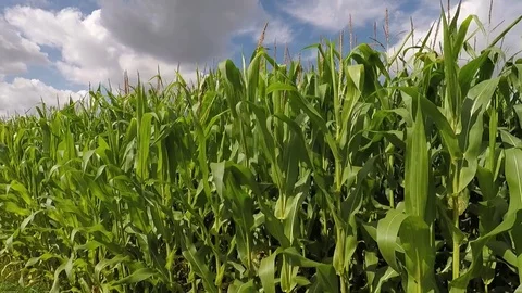Corn field on an beautiful summer day - dolly shot 스톡 동영상 78133376