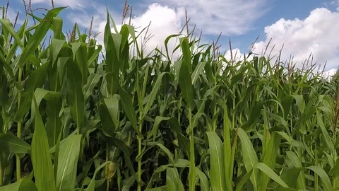 Corn field on an beautiful summer day - dolly shot 스톡 동영상 78133378