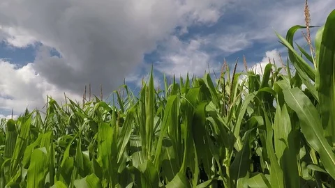 Corn field on an beautiful summer day - dolly shot 스톡 동영상 78135217