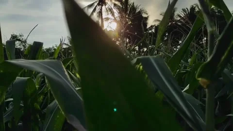 Corn field behind the house Video stock 244979913