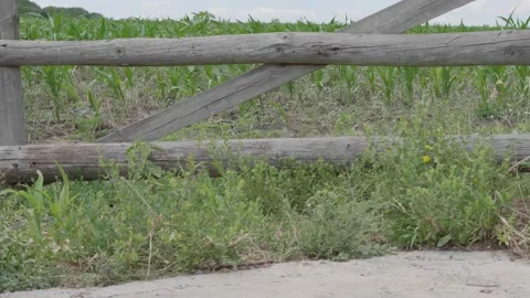Corn field behind the old boardwalk fence. Vidéo 135459382