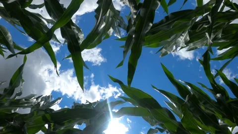 Corn field from below, low angle view of maize crops plantation Video stock 156716393