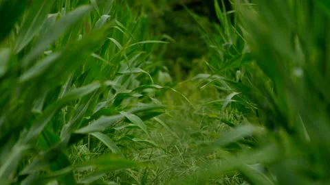 Corn Field (Between Rows) 스톡 동영상 137325421