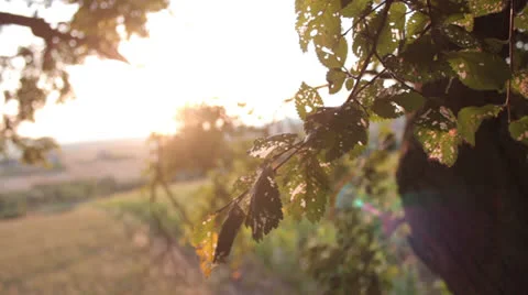Corn field birds eye view _1 Stock Footage 27006357