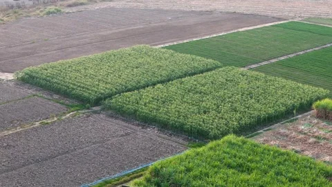 Corn field.A bird's-eye view video exploring a corn field. Stock Footage 301323816