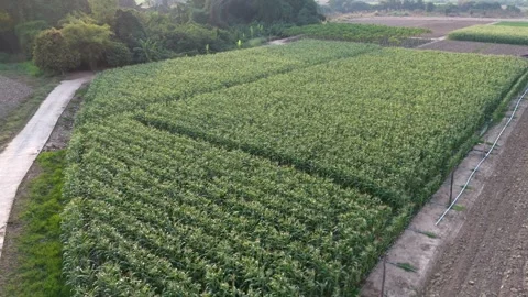 Corn field.A bird's-eye view video exploring a corn field. Stock Footage 301324061