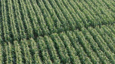 Corn field.A bird's-eye view video exploring a corn field. Stock Footage 301325932