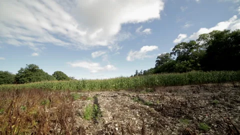 Corn Field Before Bloom (4 wide shots) Stock Footage 141538594