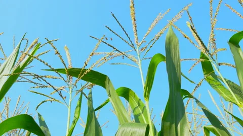 Corn in the field is blooming and bees are collecting nectar on the corn flower Stock Footage 135094054