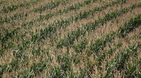 Corn field blooming 스톡 동영상 771432