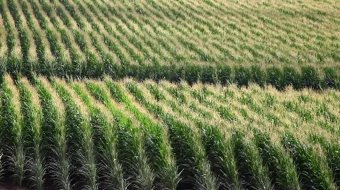 Corn field blooming 스톡 동영상 771447
