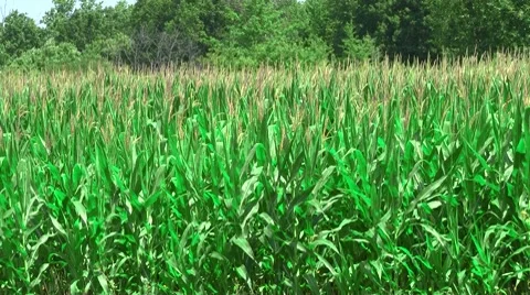 Corn field blowing in the wind Stock Footage 8601500