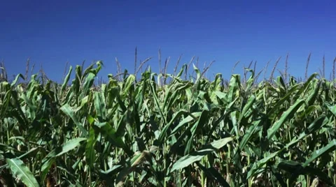 Corn field blowing in the wind. Stock Footage 8654233