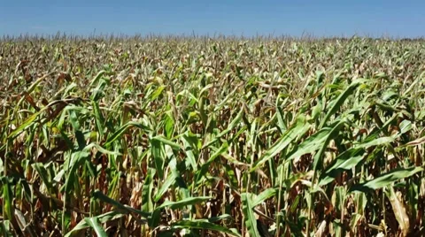 Corn field blowing in the wind. Stock-Footage 8656464