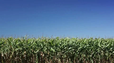 Corn field blowing in the wind. Stock-Footage 8679751