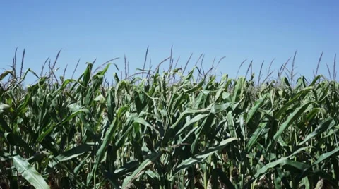 Corn field blowing in the wind. Video stock 8688910