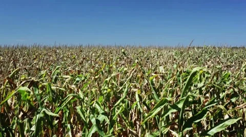 Corn field blowing in the wind. Video stock 8763978