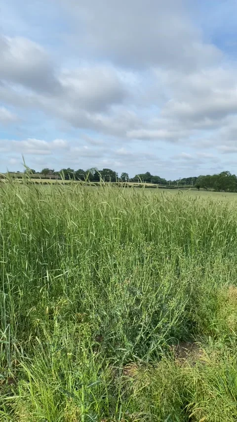 Corn field blowing in the wind Video stock 132101579