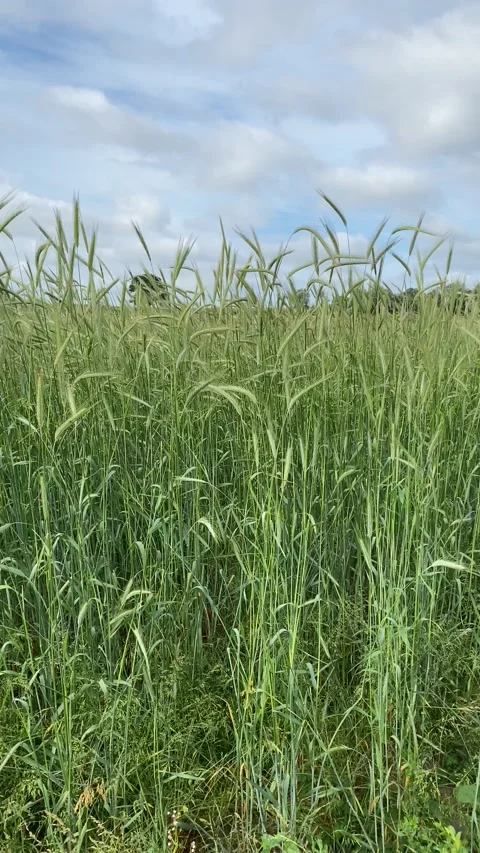 Corn field blowing in the wind 库存影片 132101607