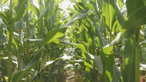 Corn Field Blowing by the Wind. Slow Motion. First-person Camera Movement Thr Stock Footage 135530527