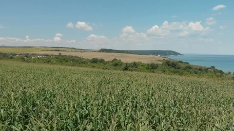 Corn field blowing in the wind on a sunny day. Aerial drone footage Video stock 97463986