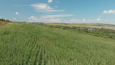 Corn field blowing in the wind on a sunny day. Aerial drone footage Stock Footage 97473163