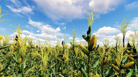 Corn field with blue sky 3D render Stock Illustration