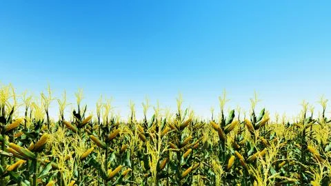 Corn field with blue sky 3D render イラスト素材