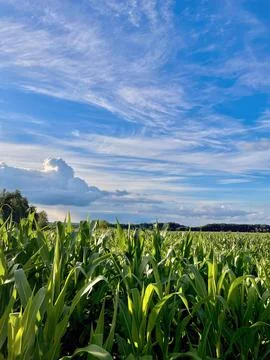 Corn field with blue sky and clouds Stock Photos