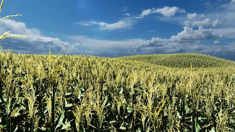 Corn field with blue sky in the background Stock-Footage 152038467