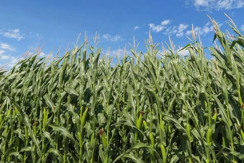 Corn field with blue sky on background. Stock Photos