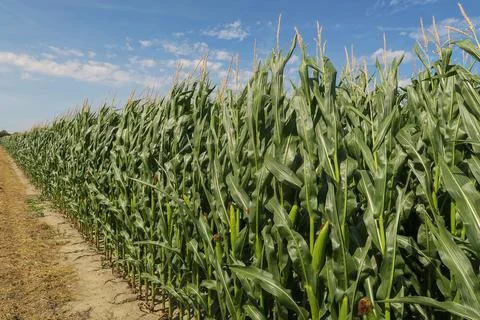 Corn field with blue sky on background. Stock Photos