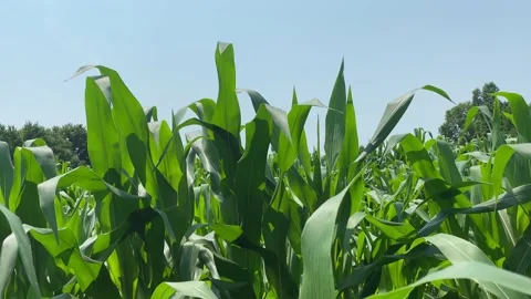 Corn Field - Blue Sky Stock Footage 156757589