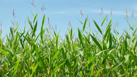 Corn Field With Blue Sky Stock Footage 205035693
