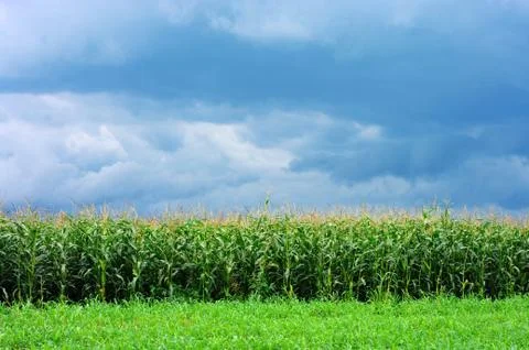 Corn in field on the blue sky Stock Photos