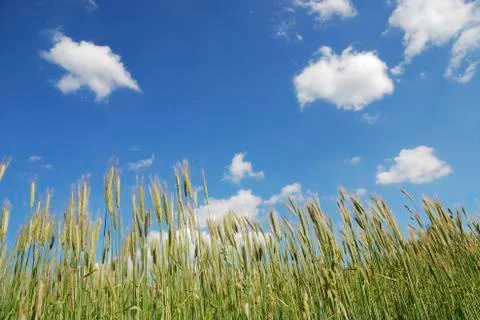 Corn field with blue sky Stock Photos