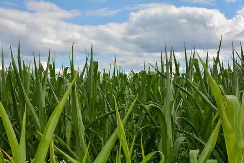 In a corn field with blue sky Stock Photos